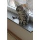 Britisch Kurzhaarkatze - Katze