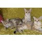 Britisch Kurzhaarkatze - Katze