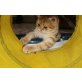 Britisch Kurzhaarkatze - Katze