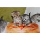 Britisch Kurzhaarkatze - Katze