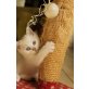 Britisch Kurzhaarkatze - Katze