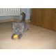 Britisch Kurzhaarkatze - Katze