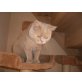 Britisch Kurzhaarkatze - Katze