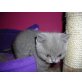 Britisch Kurzhaarkatze - Katze