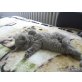Britisch Kurzhaarkatze - Katze