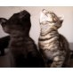Britisch Kurzhaarkatze - Katze