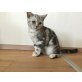 Britisch Kurzhaarkatze - Katze