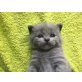 Britisch Kurzhaarkatze - Katze