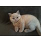 Britisch Kurzhaarkatze - Katze