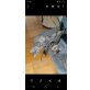 Britisch Kurzhaarkatze - Katze
