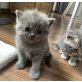 Britisch Kurzhaarkatze - Katze