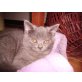 Britisch Kurzhaarkatze - Katze