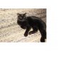 Britisch Kurzhaarkatze - Katze