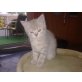 Britisch Kurzhaarkatze - Katze