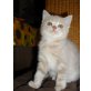 Britisch Kurzhaarkatze - Katze