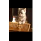 ??, Britisch Kurzhaarkatze - Katze