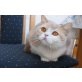 Britisch Kurzhaarkatze - Katze