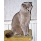 Britisch Kurzhaarkatze - Katze