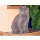Britisch Kurzhaarkatze - Katze