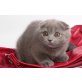 Britisch Kurzhaarkatze - Katze