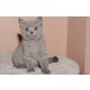 Britisch Kurzhaarkatze - Katze