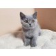 Britisch Kurzhaarkatze - Katze