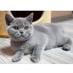 Britisch Kurzhaarkatze - Katze