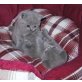 Britisch Kurzhaarkatze - Katze