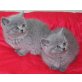 Britisch Kurzhaarkatze - Katze