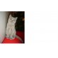 Britisch Kurzhaarkatze - Katze