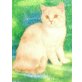 Britisch Kurzhaarkatze - Katze