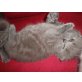 Britisch Kurzhaarkatze - Katze