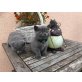 Britisch Kurzhaarkatzen, Britisch Kurzhaarkatze - Katze