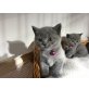 Britisch Langhaar, Britisch Kurzhaarkatze - Kater