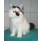 Britisch Langhaar Junge schwarz-weiss, Britisch Langhaar - Kater