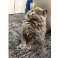 Britisch Langhaar - Kater