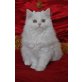 Britisch Langhaar - Kater