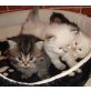 Britisch Langhaar - Kater