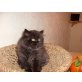 Britisch Langhaar - Kater