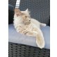Britisch Langhaar - Kater