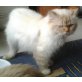Britisch Langhaar Kater, Britisch Langhaar - Kater