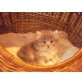 Britisch Langhaar - Katze