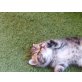 Britisch Langhaar - Katze