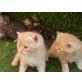 Britisch Langhaar - Katze