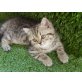 Britisch Langhaar - Katze