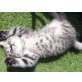 Britisch Langhaar - Katze