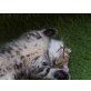 Britisch Langhaar - Katze