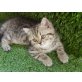 Britisch Langhaar - Katze