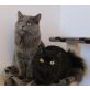 Britisch Langhaar Pärchen, m+w - Kater