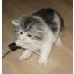 Britisch Langhaar in schwarz-silber-weiss, Britisch Langhaar - Katze